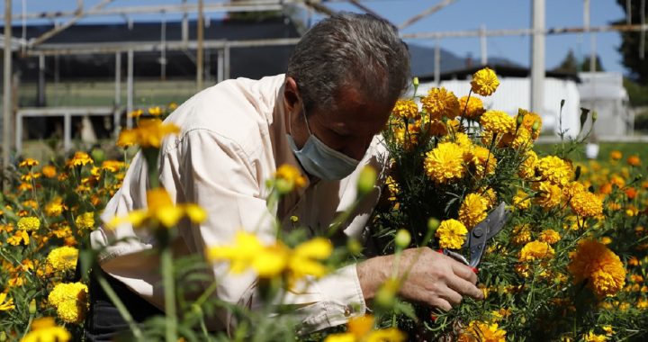 INVITAN FLORICULTORES MEXIQUENSES A CONSERVAR TRADICIONES DE DÍA DE MUERTOS CON OFRENDAS DESDE CASA