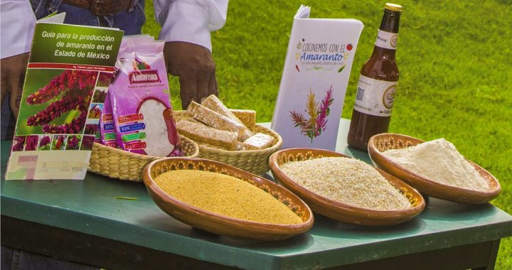OCUPA EDOMÉX TERCER LUGAR NACIONAL EN PRODUCCIÓN DE AMARANTO