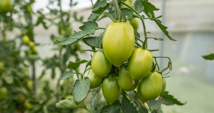 INVITAN ESPECIALISTAS EN AGRICULTURA A FORO VIRTUAL SOBRE TÉCNICAS EN INNOVACIÓN