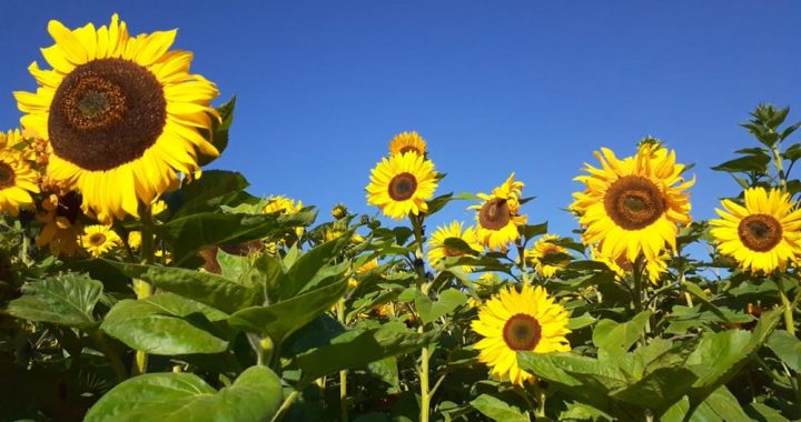 TRABAJA ICAMEX EN DOS VARIEDADES DE GIRASOL PARA SIEMBRA EN CLIMAS ADVERSOS