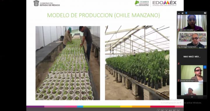 REFUERZAN PRODUCCIÓN DE MAÍZ EN EDOMÉX MEDIANTE CONTRATACIÓN DE ESPECIALISTAS AGRÓNOMOS