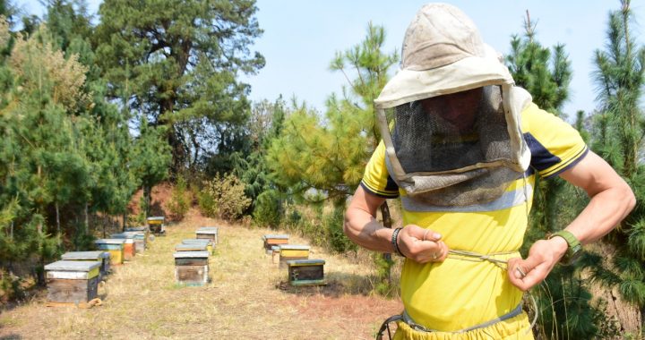 POLINIZAN ABEJAS 70 POR CIENTO DE LOS CULTIVOS DEL CAMPO