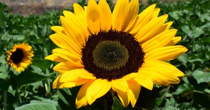 PREVÉN FLORICULTORES MEXIQUENSES VENTAS HASTA POR MIL 300 MILLONES DE PESOS CON MOTIVO DEL DÍA DE LA MADRE