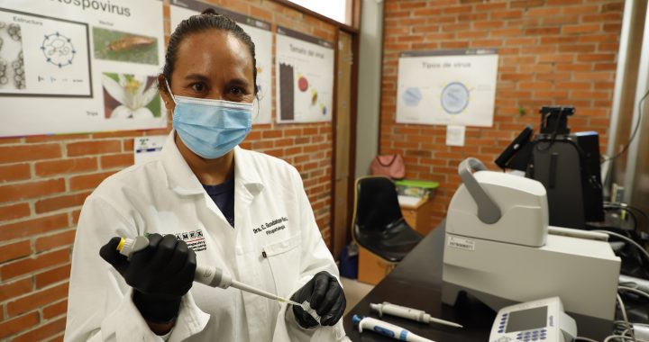 TRABAJA AGRÓNOMA MEXIQUENSE EN MEJORAS PARA EVITAR VIRUS EN JITOMATE Y TOMATE VERDE
