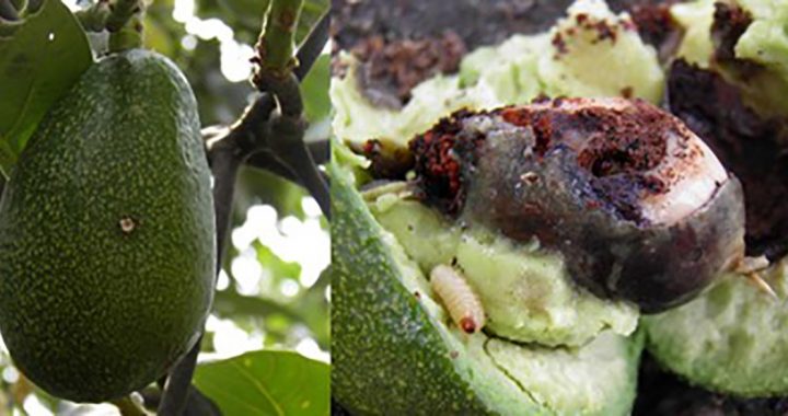 ATIENDE GEM INOCUIDAD EN UNIDADES DE PRODUCCIÓN AGROALIMENTARIA
