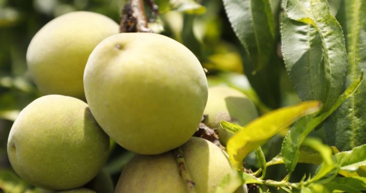 OCUPA EDOMÉX QUINTO LUGAR NACIONAL EN PRODUCCIÓN DE DURAZNO