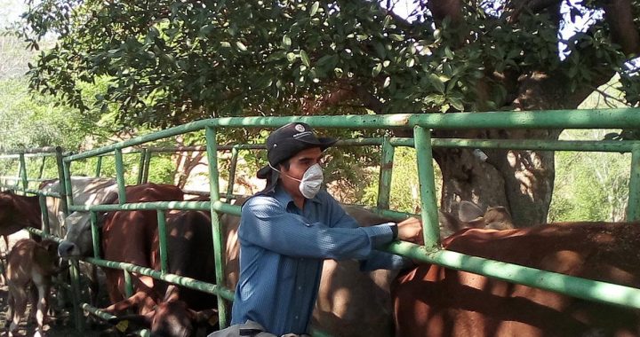 RECIBEN CERCA DE 28 MIL CABEZAS DE GANADO VACUNA CONTRA LA RABIA