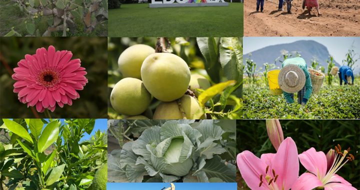 ES EDOMÉX UNO DE LOS PRINCIPALES PRODUCTORES AGRÍCOLAS EN EL PAÍS