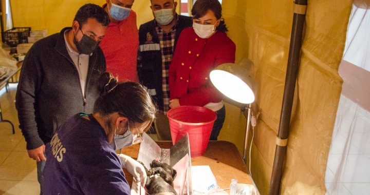 INICIÓ EN COACALCO LA JORNADA NACIONAL DE VACUNACIÓN ANTIRRÁBICA CANINA Y FELINA
