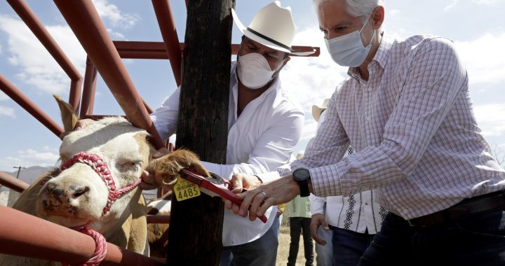 INICIA EN EL SUR DEL EDOMÉX CAMPAÑA DE ARETADO DE GANADO