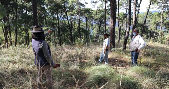 INICIA PROGRAMA DE MANEJO FORESTAL EN MONTE ALTO