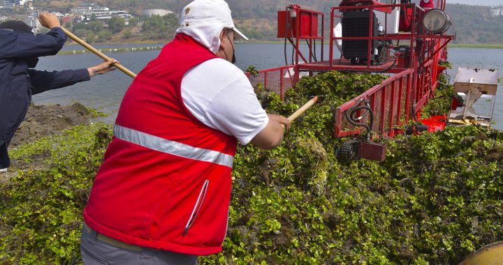 REGISTRA ESTADO DE MÉXICO RETIRO DE 50 TONELADAS DE LIRIO ACUÁTICO DE LA PRESA MADÍN