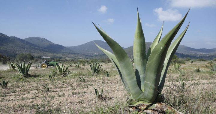 DESTINAN MÁS DE 600 PRODUCTORAS Y PRODUCTORES MEXIQUENSES MIL 600 HECTÁREAS AL CULTIVO DEL MAGUEY PULQUERO