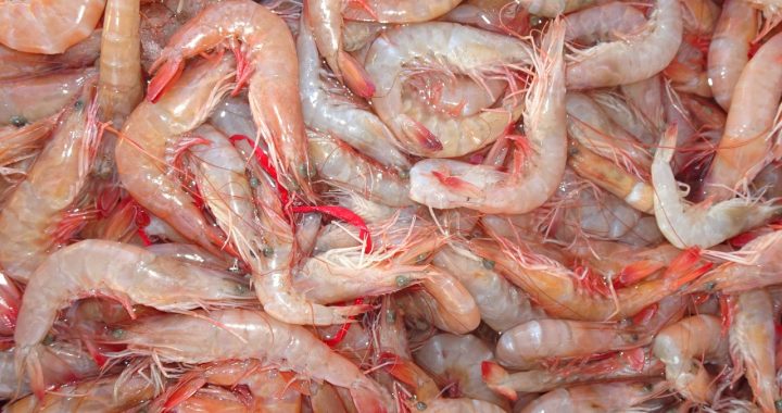 CAPACITA COPRISEM A COMERCIANTES DE PESCADOS Y MARISCOS, PARA EL MANEJO HIGIÉNICO DE LOS PRODUCTOS