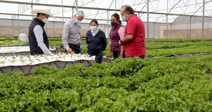 IMPULSA EDOMÉX CULTIVO HIDROPÓNICO Y CONSUMO DE ALIMENTOS SALUDABLES CON ACUERDO DE CAPACITACIÓN PARA PRODUCTORES DEL CAMPO