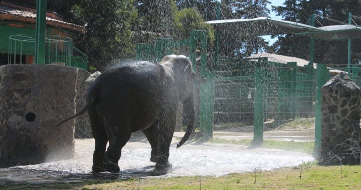 ANUNCIA PARQUE ECOLÓGICO “ZACANGO” TRASLADO DE ELEFANTE ASIÁTICO A SANTUARIO