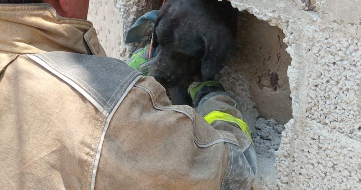 Rescatan a canino atrapado entre dos bardas