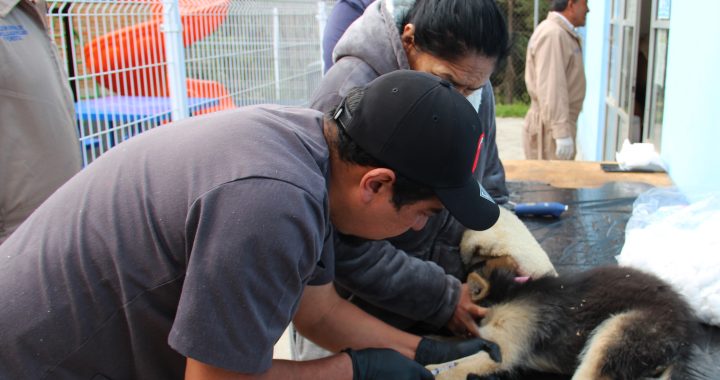   REALIZA HUIXQUILUCAN CERCA DE 400 ESTERILIZACIONES DE MASCOTAS PARA ATENDER LA SALUD PÚBLICA
