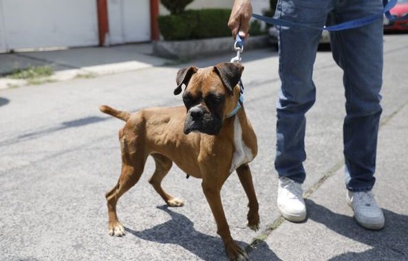 ADOPTAN A PERRITA RESCATADA POR BIENESTAR ANIMAL DE NAUCALPAN