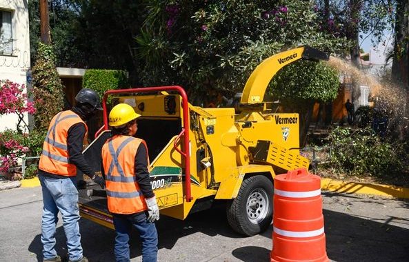 INTERVENDRÁN CASI 5 MIL ÁRBOLES CON PLAGAS EN NAUCALPAN