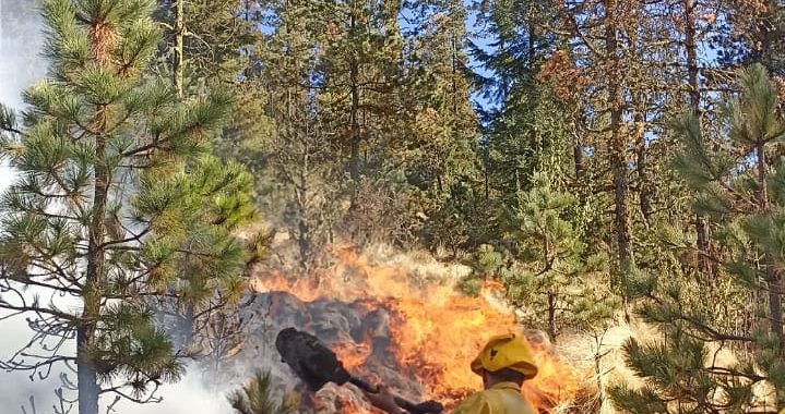 Probosque atiende incendio forestal en pastizales del Nevado de Toluca, EdoMéx