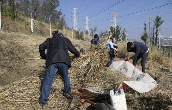 PARA EVITAR INCENDIOS REALIZAN SEGUNDA JORNADA DE LIMPIEZA EN CERRO DE MOCTEZUMA