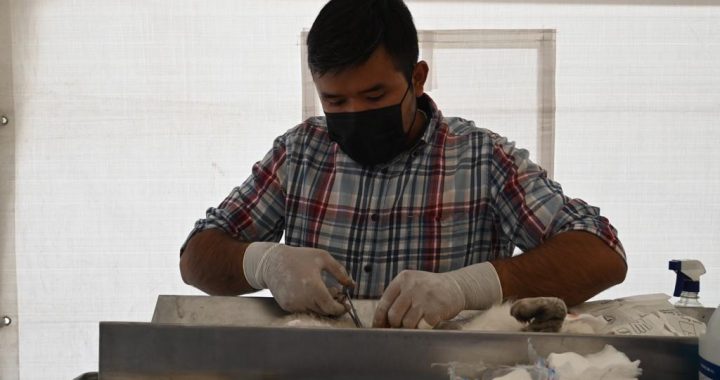 Anuncia la Unidad de Control de Bienestar Animal de Tecámac el Calendario de Esterilizaciones en el Mes de Abril por ser un Asunto de Salud Pública