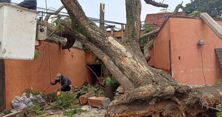 TRABAJADORES DE NAUCALPAN LIMPIAN VIALIDADES Y RETIRAN ÁRBOLES CAÍDOS TRAS TORMENTA DE AYER