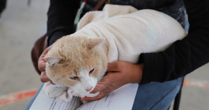 Continuará Gobierno de Tecámac con el Programa de Esterilizaciones de Mascotas
