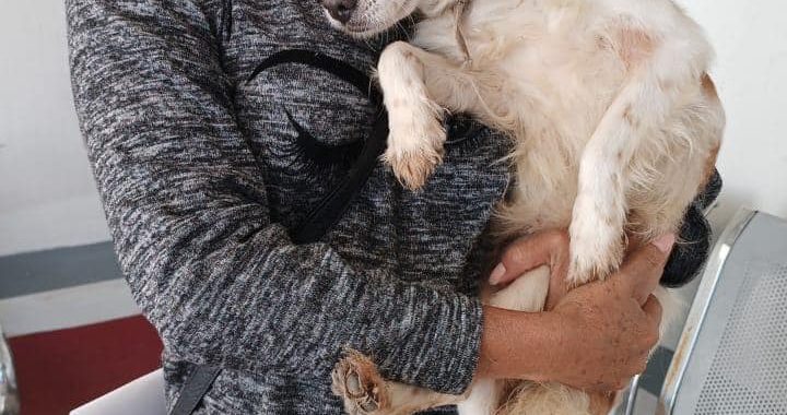 Continúan la Campaña de Adopción Responsable de Perros y Gatos en Tecámac