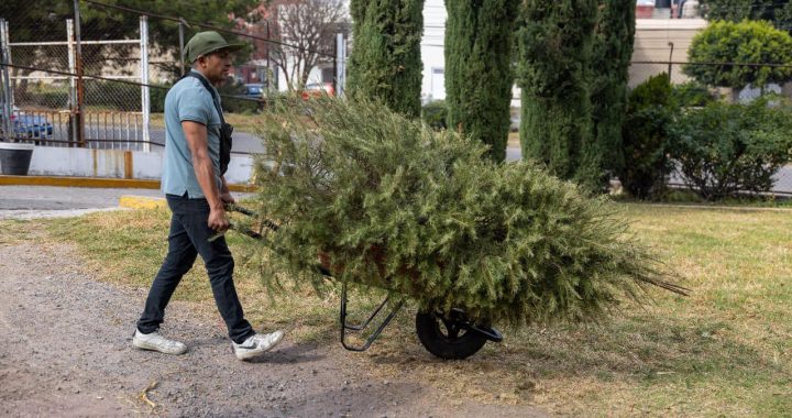 INVITA GOBIERNO DE COACALCO A DAR UNA NUEVA VIDA A LOS ÁRBOLES DE NAVIDAD