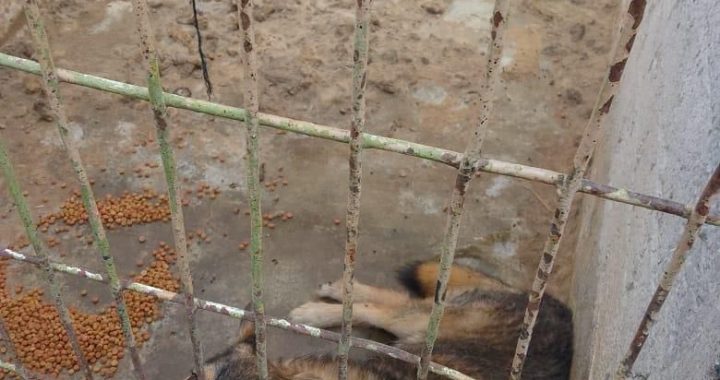 REITERA GOBIERNO DE NAUCALPAN RECHAZO AL MALTRATO ANIMAL