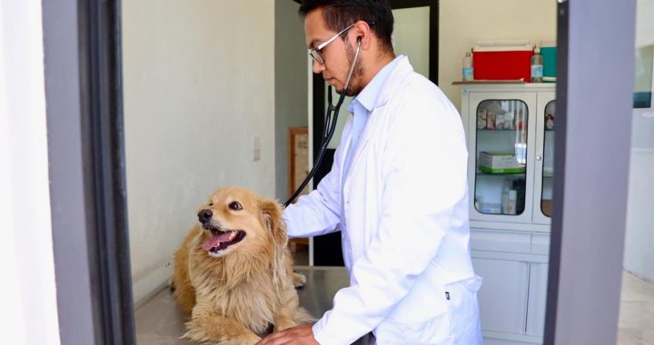 El Gobierno de Atizapán de Zaragoza informa que los canes ya se encuentran bajo resguardo del Centro de Control y Bienestar Animal