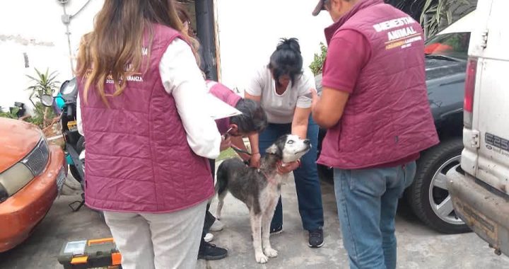GOBIERNO DE NAUCALPAN ATIENDE REPORTES CIUDADANOS Y RESCATA A PERRITA EN SITUACIÓN DE MALTRATO