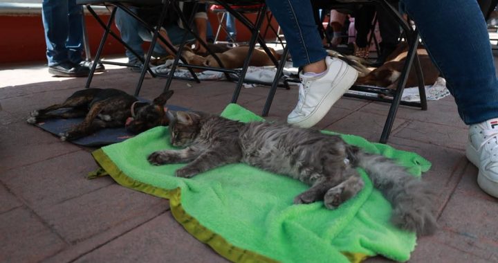 GOBIERNO MUNICIPAL DE TECÁMAC REALIZA JORNADAS PERMANENTES DE ESTERILIZACIÓN EN BENEFICIO DE LOS SERES SINTIENTES