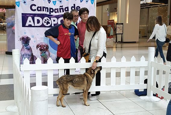 MÁS DE 470 PERRITOS DE HUIXQUILUCAN ENCONTRARON UN HOGAR, TRAS SER RESCATADOS POR HUIXQUICAN